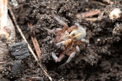 Arctosa personata
