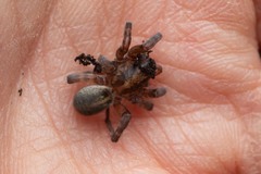 Arctosa personata