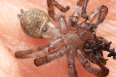 Arctosa personata