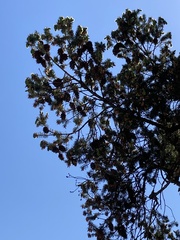 Pseudotsuga menziesii