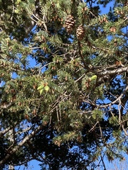 Pseudotsuga menziesii