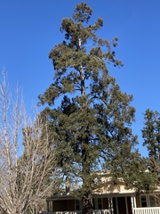 Pseudotsuga menziesii