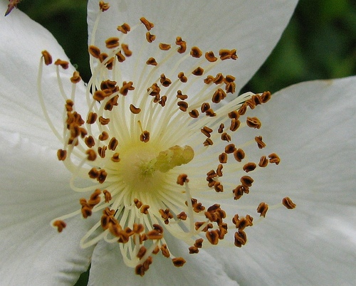 Immergrüne Rose