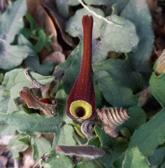 Aristolochia pentandra