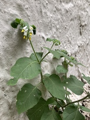 Solanum