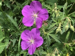 Geranium oreganum