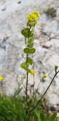 Biscutella didyma