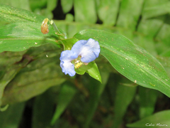 Commelina obliqua
