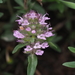 Eurasian Thyme - Photo (c) Lorin Timaeus, some rights reserved (CC BY), uploaded by Lorin Timaeus