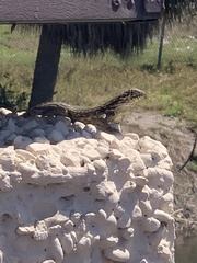 Leiocephalus carinatus