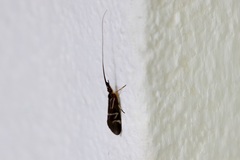 Calamoceratidae