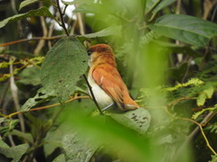 Pachyramphus rufus
