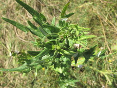 Cirsium ukranicum