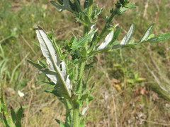 Cirsium ukranicum