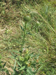 Cirsium ukranicum