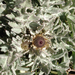 Surf Thistle - Photo (c) Zachary C. MacPhearson, some rights reserved (CC BY-NC), uploaded by Zachary C. MacPhearson