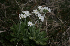 Primula magellanica