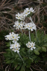 Primula magellanica
