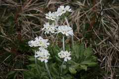 Primula magellanica