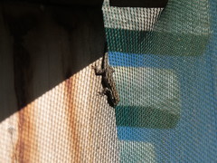 Lygodactylus keniensis