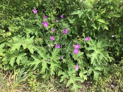 Geranium oreganum