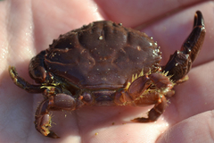 Cycloxanthops novemdentatus