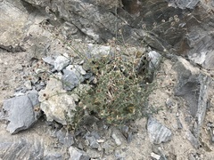 Galium hilendiae carneum