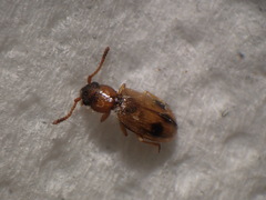 Psammoecus bipunctatus