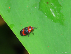 Tropidorhinella