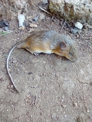 Heteromys gaumeri