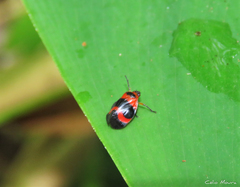 Tropidorhinella