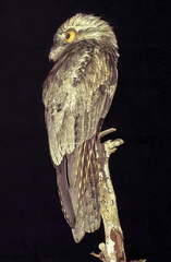 Nyctibius jamaicensis image
