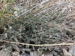 Galium hilendiae carneum