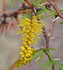 Prosopis torquata