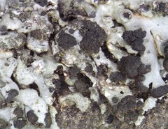 Tremella phaeophysciae