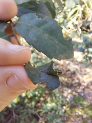 Gyropsylla ilecis