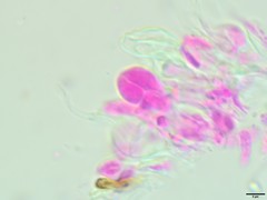 Tremella phaeophysciae