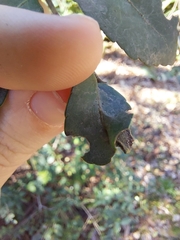 Gyropsylla ilecis