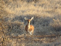 Raphicerus campestris neumanni