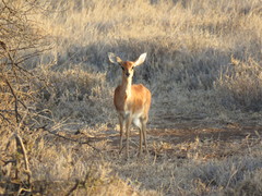 Raphicerus campestris neumanni