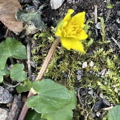 Ficaria verna