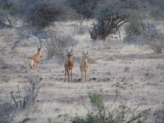 Alcelaphus buselaphus