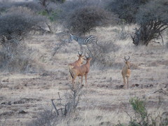 Alcelaphus buselaphus