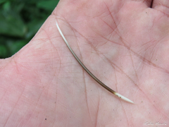 Coendou baturitensis