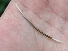 Coendou baturitensis