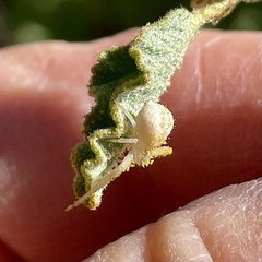 Mecaphesa californica