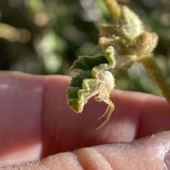 Mecaphesa californica