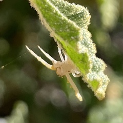 Mecaphesa californica