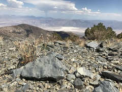 Eriogonum panamintense