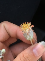 Brickellia incana